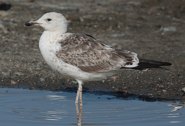 Baltic Gull - Larus fuscus fuscus