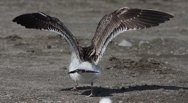 Baltic Gull - Larus fuscus fuscus