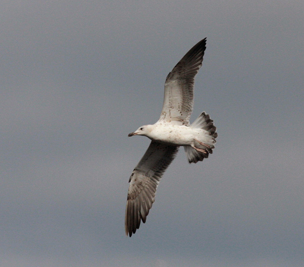 Baltic Gull - Larus fuscus fuscus
