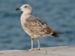 Lesser Black-backed Gull