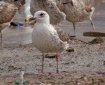 Lesser Black-backed Gull
