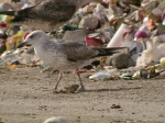 Lesser Black-backed Gull