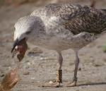 Lesser Black-backed Gull