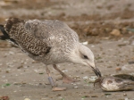 Lesser Black-backed Gull