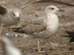Lesser Black-backed Gull