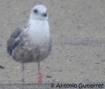 Lesser Black-backed Gull