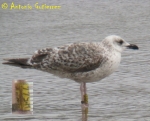 Lesser Black-backed Gull