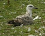 Lesser Black-backed Gull