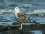 Lesser Black-backed Gull