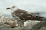 Lesser Black-backed Gull