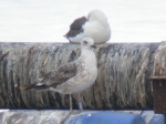 Lesser Black-backed Gull