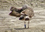 Lesser Black-backed Gull