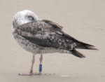 Lesser Black-backed Gull