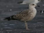 Lesser Black-backed Gull