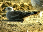 Lesser Black-backed Gull