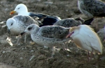 Lesser Black-backed Gull
