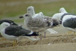 Lesser Black-backed Gull