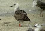 Lesser Black-backed Gull
