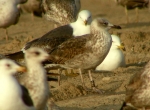 Lesser Black-backed Gull