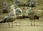 Lesser Black-backed Gull