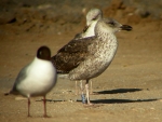 Lesser Black-backed Gull