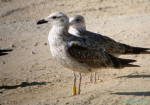 Lesser Black-backed Gull