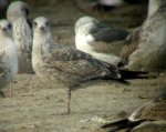 Lesser Black-backed Gull