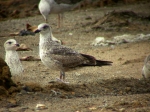 Lesser Black-backed Gull