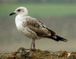 Lesser Black-backed Gull