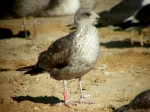 Lesser Black-backed Gull