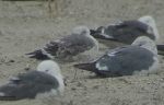 Lesser Black-backed Gull