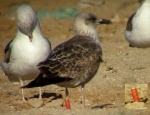 Lesser Black-backed Gull