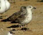 Lesser Black-backed Gull