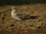 Lesser Black-backed Gull