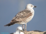 Lesser Black-backed Gull
