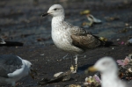 Lesser Black-backed Gull