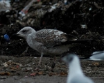 Lesser Black-backed Gull