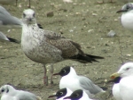 Lesser Black-backed Gull