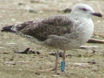 Lesser Black-backed Gull