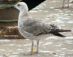 Lesser Black-backed Gull