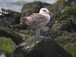 Lesser Black-backed Gull