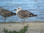 Lesser Black-backed Gull