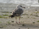 Lesser Black-backed Gull