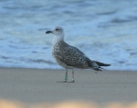 Lesser Black-backed Gull
