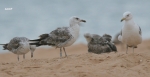 Lesser Black-backed Gull