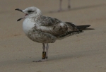 Lesser Black-backed Gull