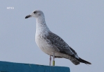 Lesser Black-backed Gull