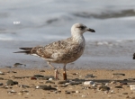 Lesser Black-backed Gull