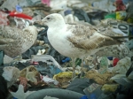 Lesser Black-backed Gull