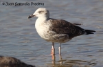 Lesser Black-backed Gull